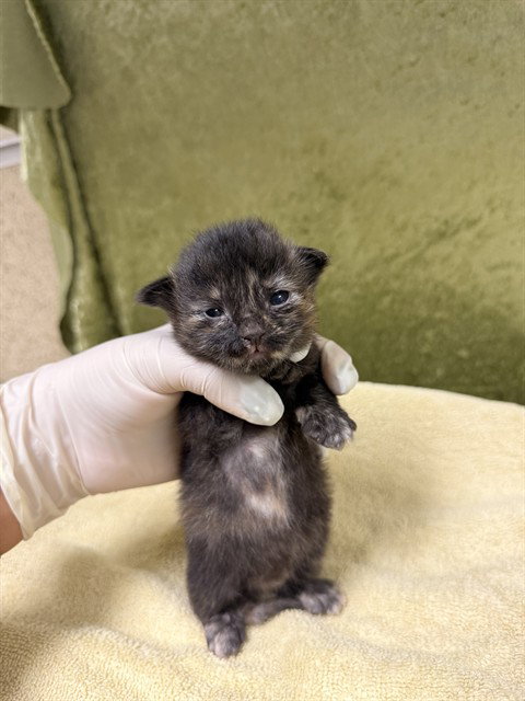 ANGEL, Baby Domestic Short Hair (medium coat), cat for adoption in Westminster, California
