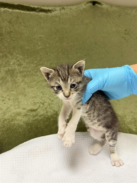 NELLIE, Baby Domestic Short Hair (medium coat), cat for adoption in Westminster, California