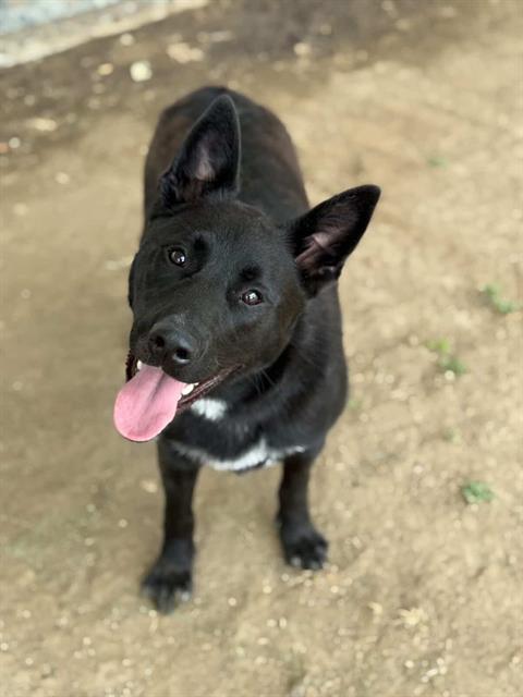 DONNIE - Australian Shepherd available for adoption