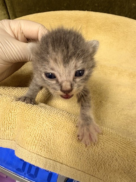 WILLOW, Baby Domestic Short Hair (medium coat), cat for adoption in Westminster, California