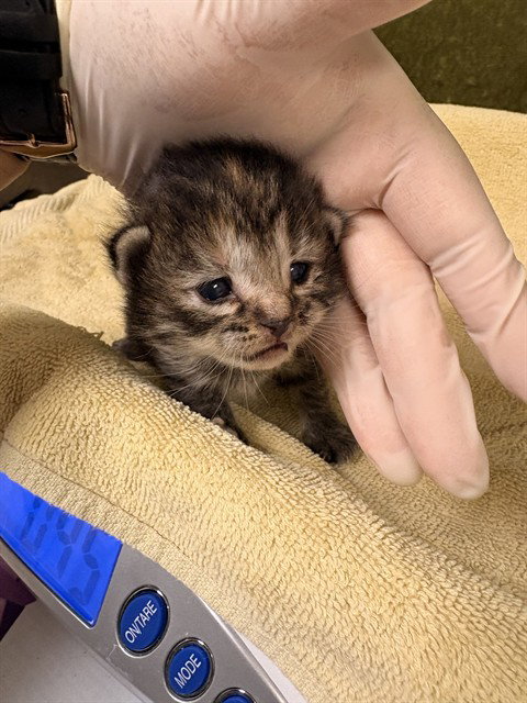 BUFFY, Baby Domestic Short Hair (medium coat), cat for adoption in Westminster, California