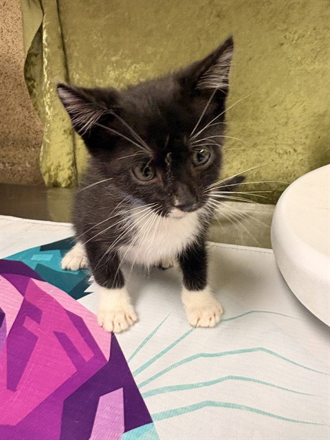 PEPINO, Baby Domestic Short Hair (medium coat), cat for adoption in Westminster, California