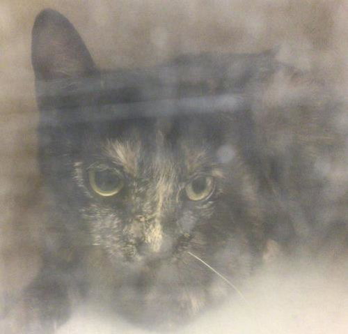 ELURA, Adult Domestic Short Hair (medium coat), cat for adoption in Westminster, California