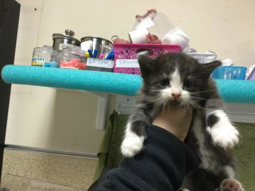FELICIA, Baby Domestic Short Hair (medium coat), cat for adoption in Westminster, California