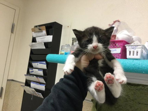 TONY, Baby Domestic Short Hair (medium coat), cat for adoption in Westminster, California