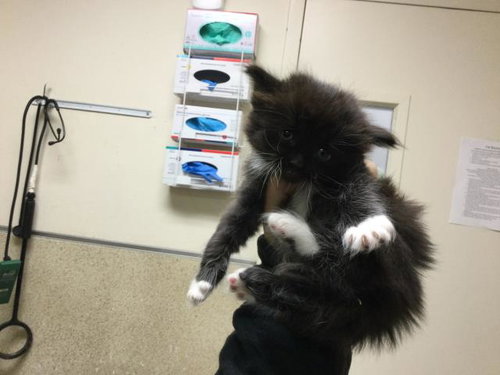 A1905904, Baby Domestic Short Hair (medium coat), cat for adoption in Westminster, California