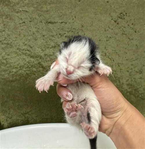 A1909363, Baby Domestic Short Hair (medium coat), cat for adoption in Westminster, California