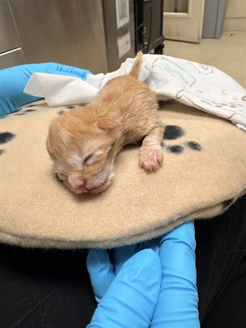 JJ, Baby Domestic Short Hair (medium coat), cat for adoption in Westminster, California