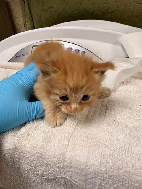 CURLY, Baby Domestic Short Hair (medium coat), cat for adoption in Westminster, California