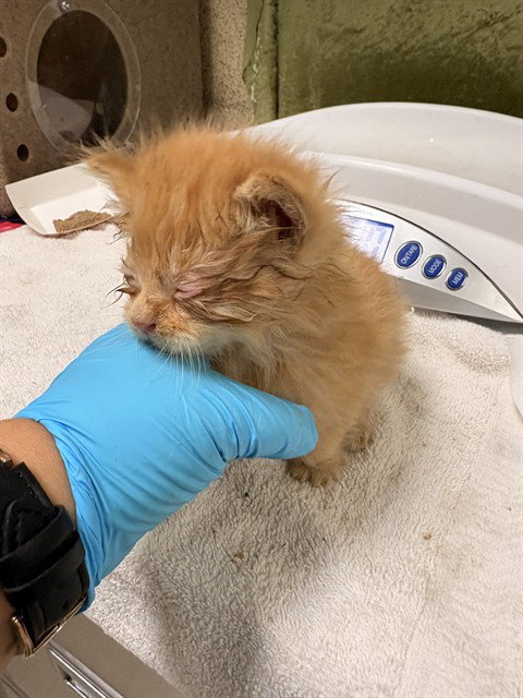 MO, Baby Domestic Short Hair (medium coat), cat for adoption in Westminster, California