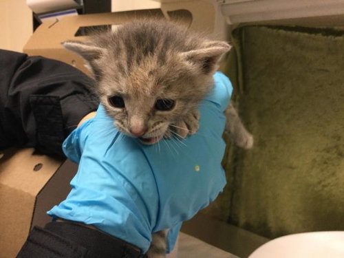 A1909623, Baby Domestic Short Hair (medium coat), cat for adoption in Westminster, California