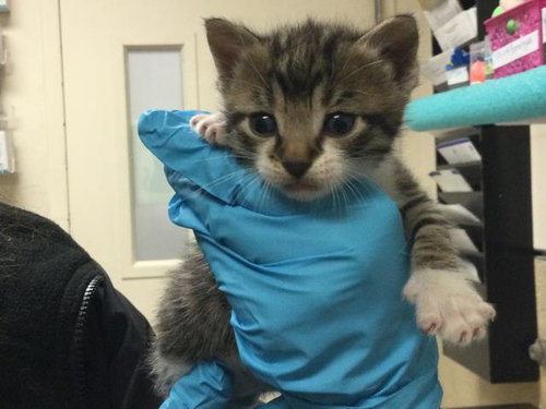 MILO, Baby Domestic Short Hair (medium coat), cat for adoption in Westminster, California
