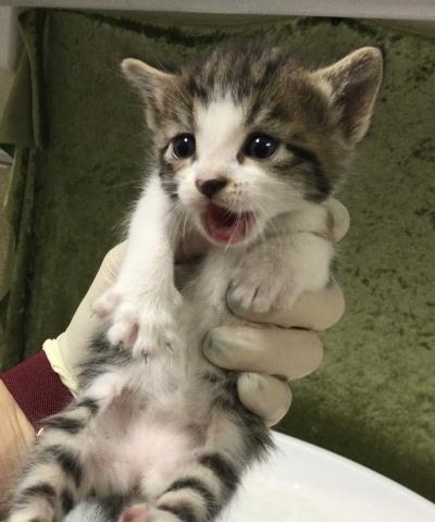 A1909625, Baby Domestic Short Hair (medium coat), cat for adoption in Westminster, California