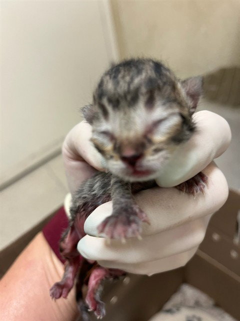 A1909738, Baby Domestic Short Hair (medium coat), cat for adoption in Westminster, California