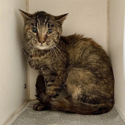 MILEY, Adult Domestic Short Hair (medium coat), cat for adoption in Westminster, California