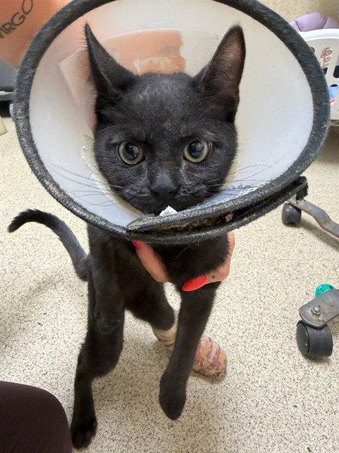 HALO, Young Domestic Short Hair (medium coat), cat for adoption in Westminster, California