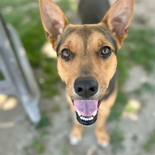 ROSE, an adoptable German Shepherd Dog in Riverside, CA