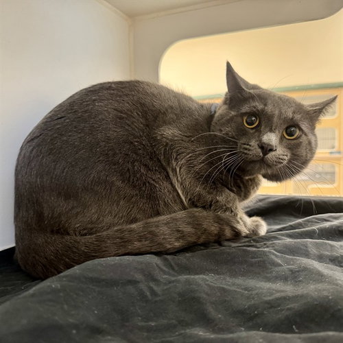HECTOR, Adult Domestic Short Hair (medium coat), cat for adoption in Westminster, California
