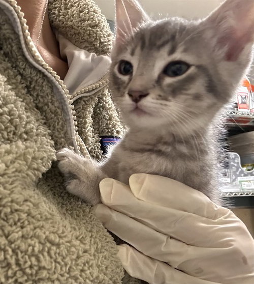 COLBY JACK, Baby Domestic Short Hair (medium coat), cat for adoption in Westminster, California