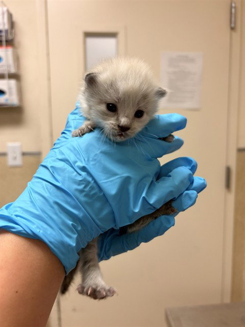 MARY, Baby Domestic Short Hair (medium coat), cat for adoption in Westminster, California