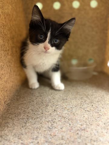 A1909952, Baby Domestic Short Hair (medium coat), cat for adoption in Westminster, California