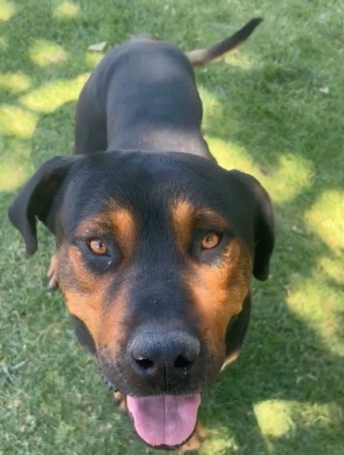 BRONCO, an adoptable Rottweiler in Riverside, CA
