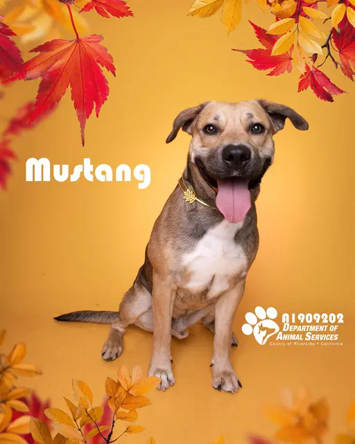 Mustang - Pit Bull Terrier