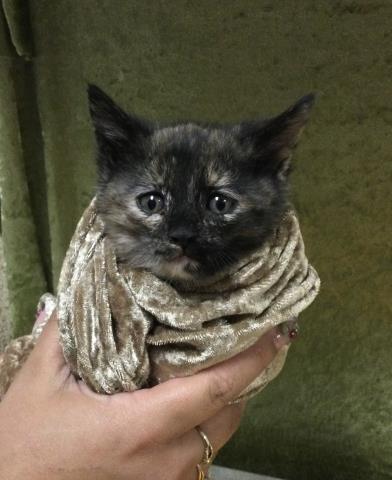 DAISY, Baby Domestic Medium Hair (medium coat), cat for adoption in Westminster, California