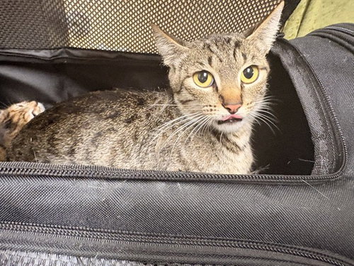 MOMMA, Adult Domestic Short Hair (medium coat), cat for adoption in Westminster, California
