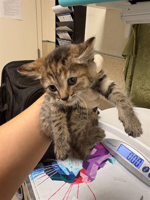 MAY, Baby Domestic Short Hair (medium coat), cat for adoption in Westminster, California