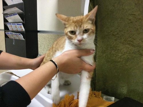 SUNKIST, Adult Domestic Short Hair (medium coat), cat for adoption in Westminster, California