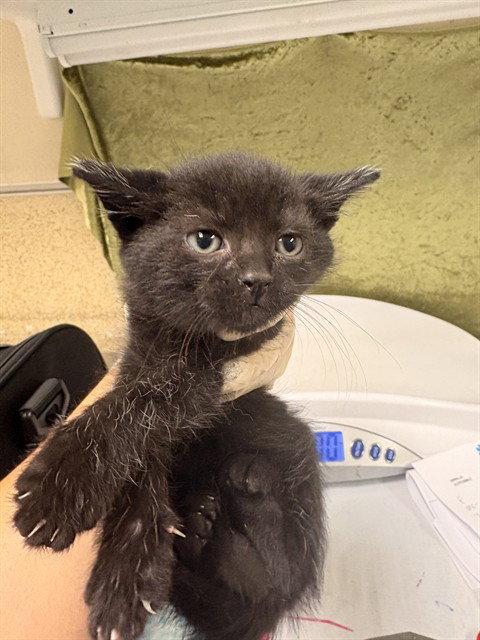 TIMMY, Baby Domestic Short Hair (medium coat), cat for adoption in Westminster, California