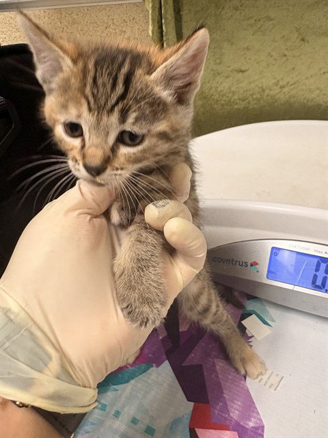 ANNIE, Baby Domestic Short Hair (medium coat), cat for adoption in Westminster, California
