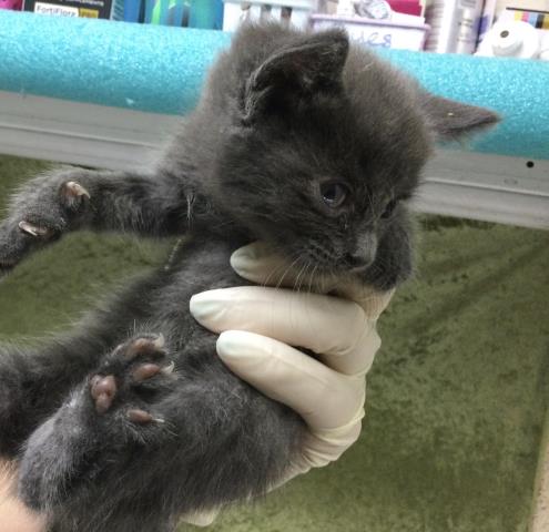 A1910932, Baby Domestic Short Hair (medium coat), cat for adoption in Westminster, California