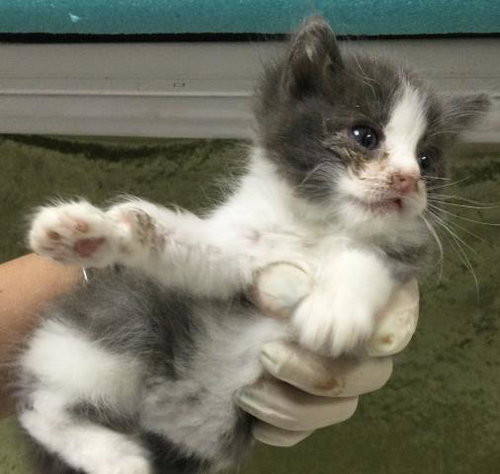 A1910934, Baby Domestic Short Hair (medium coat), cat for adoption in Westminster, California
