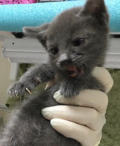 FLOOF, Baby Domestic Short Hair (medium coat), cat for adoption in Westminster, California