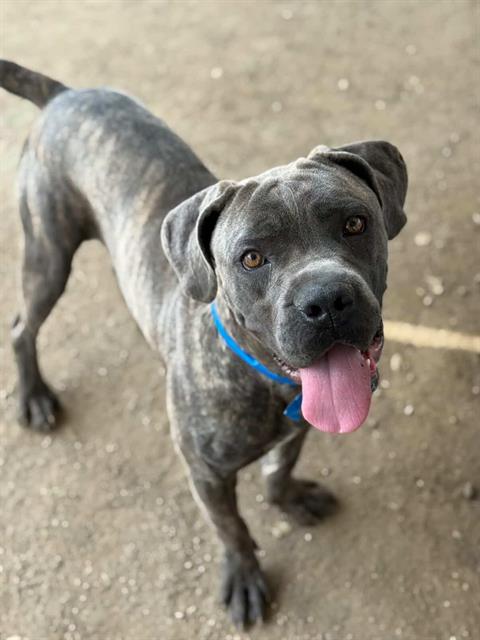 DAVE, an adoptable Mastiff in Riverside, CA