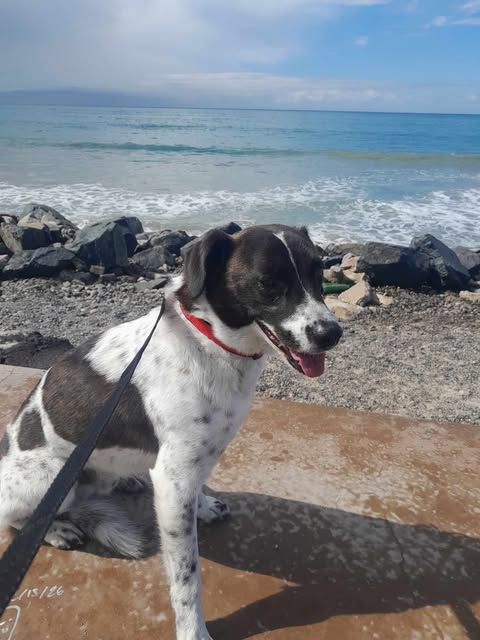 MAX, an adoptable Pointer in Riverside, CA