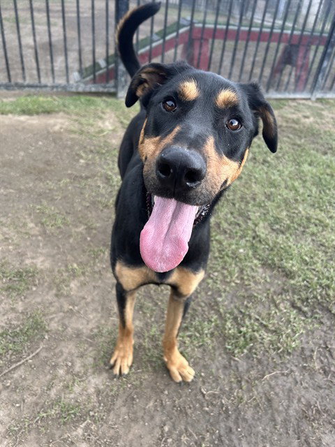 BUCKAROO, an adoptable Doberman Pinscher in Riverside, CA