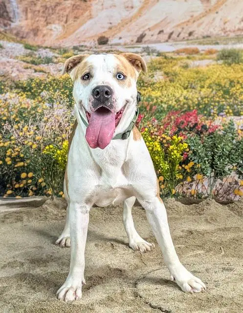 Page - Pit Bull Terrier