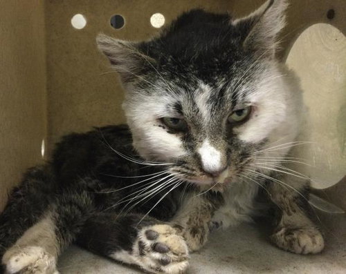 RICKY, Adult Domestic Short Hair (medium coat), cat for adoption in Westminster, California