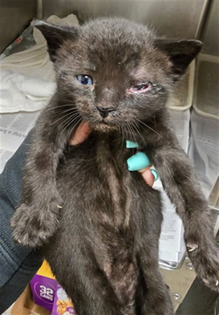 LICORICE, Baby Domestic Short Hair (medium coat), cat for adoption in Westminster, California