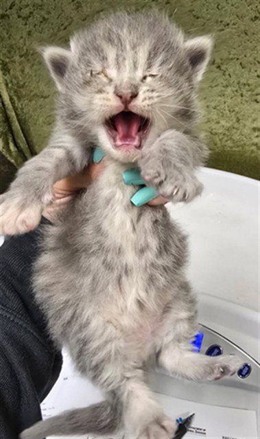 HAZELNUT, Baby Domestic Short Hair (medium coat), cat for adoption in Westminster, California