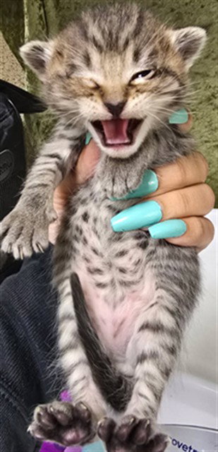 CASHEW, Baby Domestic Short Hair (medium coat), cat for adoption in Westminster, California