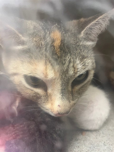 TILLY, Adult Domestic Short Hair (medium coat), cat for adoption in Westminster, California