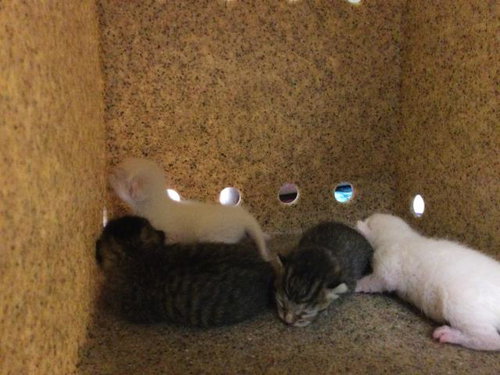 A1911120, Baby Domestic Short Hair (medium coat), cat for adoption in Westminster, California