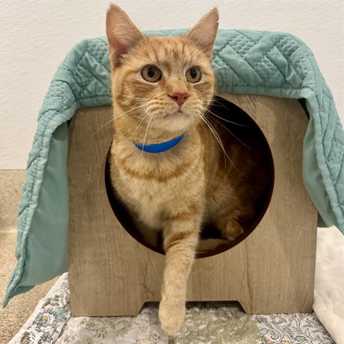 CHEESE, Adult Domestic Short Hair (medium coat), cat for adoption in Westminster, California