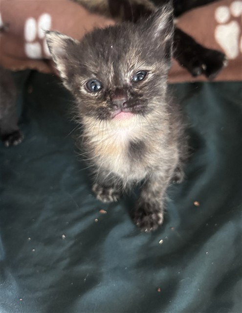 SASHA, Baby Domestic Short Hair (medium coat), cat for adoption in Westminster, California