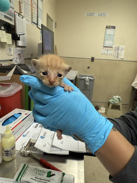 SNAKE, Baby Domestic Short Hair (medium coat), cat for adoption in Westminster, California