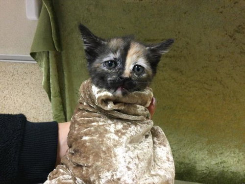 A1910532, Baby Domestic Short Hair (medium coat), cat for adoption in Westminster, California